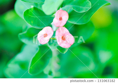Christ Thorn, Euphorbia milii or Euphorbiaceae Christ Thorn, Euphorbia milii or Euphorbiaceae 131063182