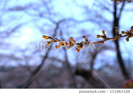 [Hirosaki City, Aomori Prefecture] Cherry blossom buds at Hirosaki Castle 131063189