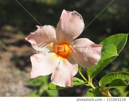 Sun Parasol Mandevilla 131063226