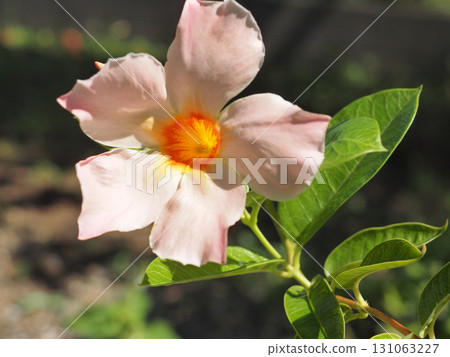 Sun Parasol Mandevilla 131063227