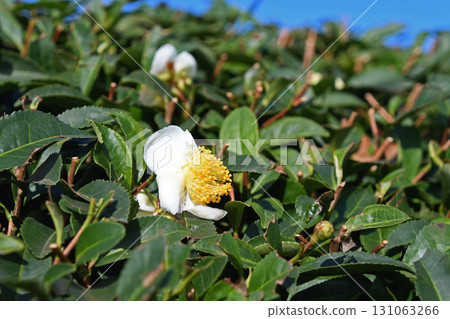 Tea flower 131063266