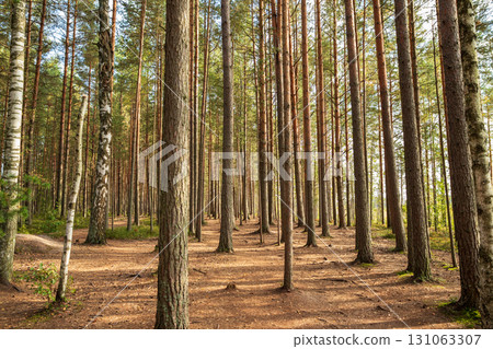pine trees trunks. Sunlight filters through tall pine trees in peaceful pine forest, creating a beautiful play of light and shadow on forest floor. pine trees trunks. Sunlight filters through tall pine trees in peaceful pine forest, creating a beautiful play of light and shadow on forest floor. 131063307