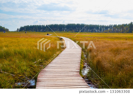 wooden boards eco-trail across swamp stretching to horizon. Pathway through a serene marshland surrounded by lush greenery on a sunny day 131063308