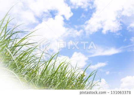 夏日的草和清爽的夏日天空,蒜山高原 夏日的草和清爽的夏日天空,蒜山高原 131063378