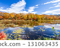 Shiga Kogen lotus pond with autumn leaves 131063435