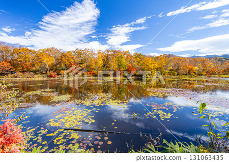 Shiga Kogen lotus pond with autumn leaves 131063435