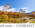 Shiga Kogen lotus pond with autumn leaves 131063437