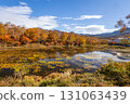 Shiga Kogen lotus pond with autumn leaves 131063439