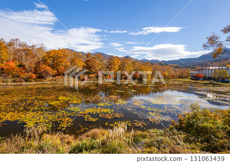 Shiga Kogen lotus pond with autumn leaves Shiga Kogen lotus pond with autumn leaves 131063439