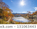 Shiga Kogen lotus pond with autumn leaves 131063443