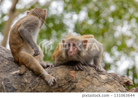 Macaques in nature. Macaques constitute a genus (Macaca) of gregarious monkeys. 131063644
