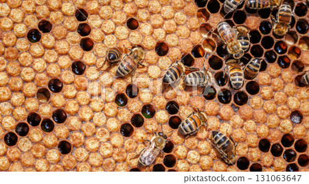Honey Bees working on honeycomb close-up shot. 131063647