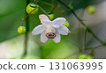 Gyokusenji Temple, famous for its Rengeshouma flowers, Tetsuyama, Maniwa City, Okayama Prefecture 131063995