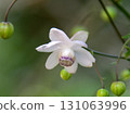 Gyokusenji Temple, famous for its Rengeshouma flowers, Tetsuyama, Maniwa City, Okayama Prefecture 131063996