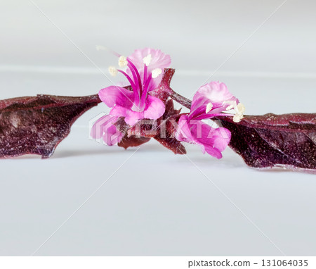 Purple basil flowers on a white table in natural light 131064035