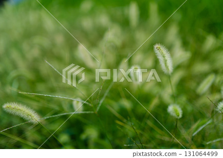 A sight I spotted on my walk 131064499