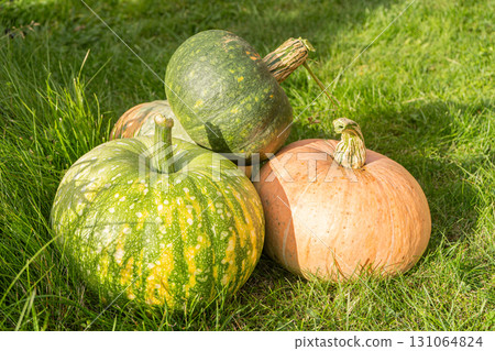 Pumpkins. Harvesting pumpkins on farm.  131064824