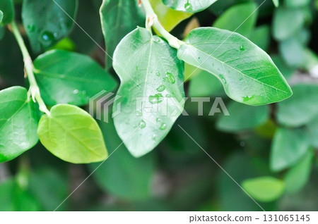 ficus pumila or climbing fig or MORACEAE and rain droplet 131065145