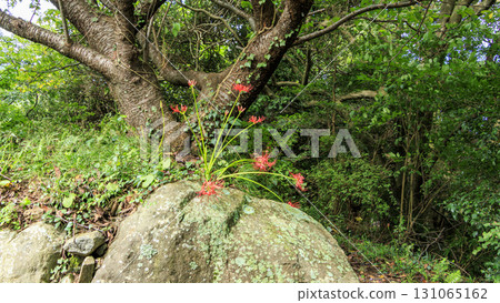 石部梯田的秋天 131065162