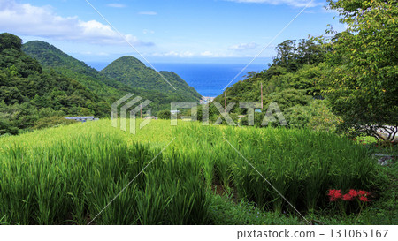 石部梯田的秋天 石部梯田的秋天 131065167