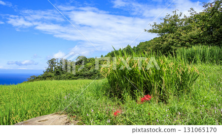 石部梯田的秋天 石部梯田的秋天 131065170