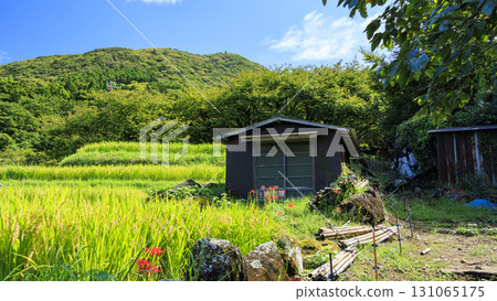 石部梯田的秋天 石部梯田的秋天 131065175