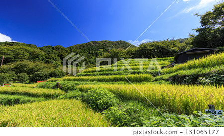 石部梯田的秋天 石部梯田的秋天 131065177