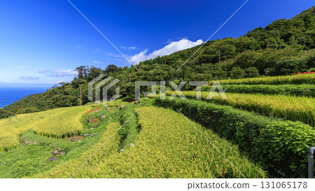 Autumn at Ishibe Rice Terraces 131065178