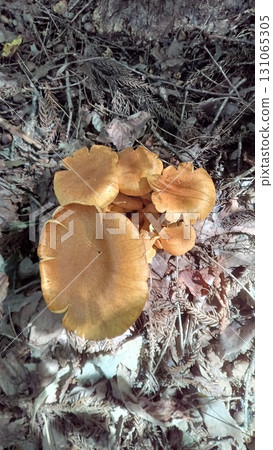 Owow Reitake Owow Reitake 131065305