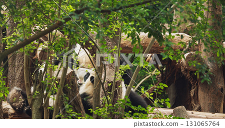 Giant Young Pandas Play With Each Other. Bear Or Simply, Is Bear Species Endemic To China. Panda Diplomacy. National Symbol Of China, Personifying Sincerity, Friendliness, Tolerance And Kindness 131065764
