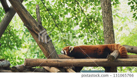 Adult Red Panda Sleep. Cute Red Panda Face. Ailurus Fulgens Or Lesser Panda Is Small Mammal Native To The Eastern Himalayas And Southwestern China. Red Pandas Are Also Symbol Of Goodness And Good 131065766