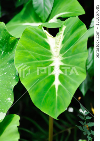 Colocasia variegated, Colocasia esculenta Nancys Revenge or colocasia nancys revenge Colocasia variegated, Colocasia esculenta Nancys Revenge or colocasia nancys revenge 131067085