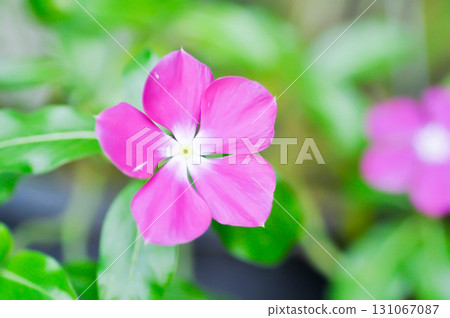 Catharanthus roseus G Don ,APOCYNACEAE or Madagascar periwinkle or Vinca or Old maid or purple flower Catharanthus roseus G Don ,APOCYNACEAE or Madagascar periwinkle or Vinca or Old maid or purple flower 131067087