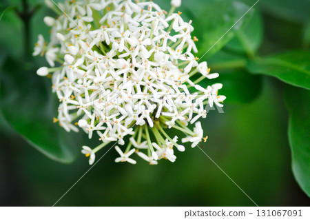 Ixora ebarbata Craib, Ixora finlaysoniana Wall ex G Don or Ixora lucida R Br ex Hook f or rubiaceae or Siamese White Ixora or ixora 131067091