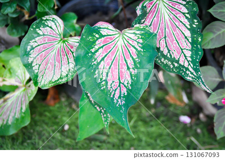 Caladium ,Caladium ThaiBeauty or Dieffenbachia seguine or Caladium bicolor or Araceae or pink leaf 131067093