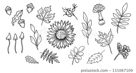 A set of flowers, mushrooms, twigs, and berries. Sunflower with oak, maple leaves. Botanical vector illustration. Black outline drawing in doodle style. Line art for seasonal holidays. Thanksgiving. A set of flowers, mushrooms, twigs, and berries. Sunflower with oak, maple leaves. Botanical vector illustration. Black outline drawing in doodle style. Line art for seasonal holidays. Thanksgiving. 131067109