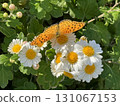 A swallowtail butterfly resting on a wild chrysanthemum flower and sucking nectar 131067153
