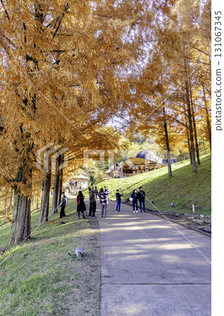 Akebono Children's Forest Park Autumn scenery 131067345