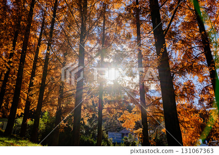 Akebono Children's Forest Park Autumn scenery Akebono Children's Forest Park Autumn scenery 131067363