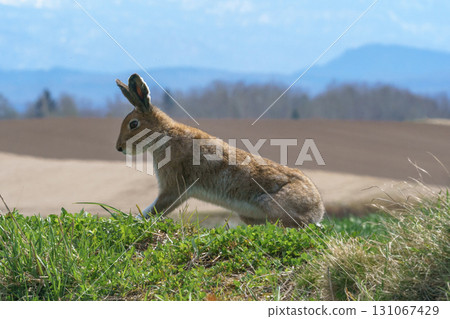 A Siberian snow hare appears on the hills of Biei, Hokkaido A Siberian snow hare appears on the hills of Biei, Hokkaido 131067429