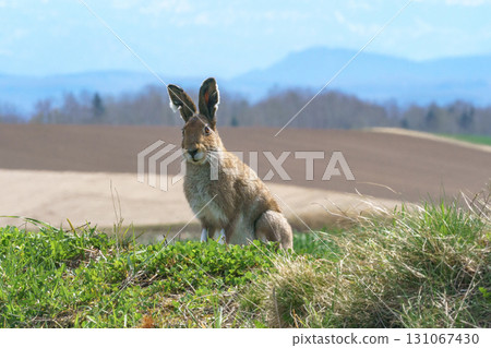A Siberian snow hare appears on the hills of Biei, Hokkaido 131067430