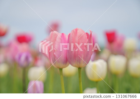 Tulips at Takino Suzuran Hillside National Park Tulips at Takino Suzuran Hillside National Park 131067666