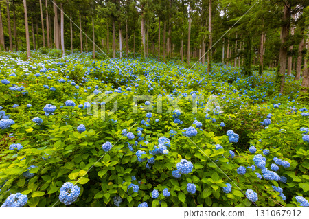 岩手縣一關市舞川原澤,繡球花名勝地奧繡球園,一簇簇藍色的繡球花填滿了杉樹林的樹木間隙 岩手縣一關市舞川原澤,繡球花名勝地奧繡球園,一簇簇藍色的繡球花填滿了杉樹林的樹木間隙 131067912