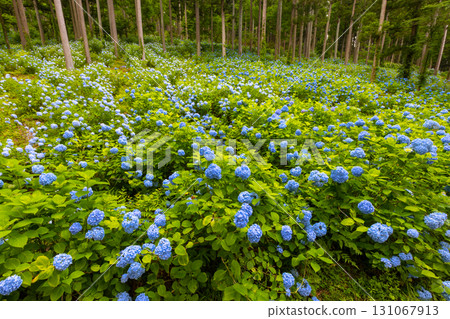 Maikawaharasawa, Ichinoseki City, Iwate Prefecture, Michinoku Hydrangea Garden, a famous spot for hydrangeas, a cluster of blue hydrangeas filling the gaps between the trees in the cedar forest Maikawaharasawa, Ichinoseki City, Iwate Prefecture, Michinoku Hydrangea Garden, a famous spot for hydrangeas, a cluster of blue hydrangeas filling the gaps between the trees in the cedar forest 131067913