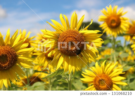 Sunflower field Sunflower field 131068210