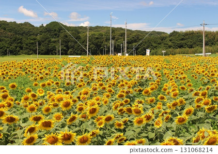 向日葵田 131068214