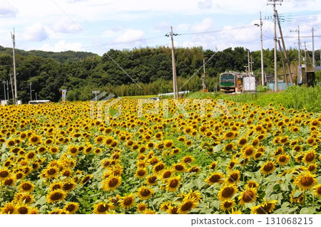 Sunflower field 131068215