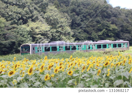 Sunflower field 131068217
