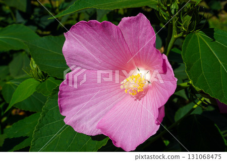 Fuyo flowers Fuyo flowers 131068475