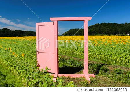 Sunflower festival Sunflower festival 131068613